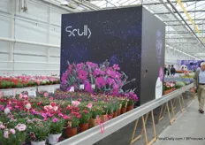 In this big box, the new Dianthus Scully was presented.